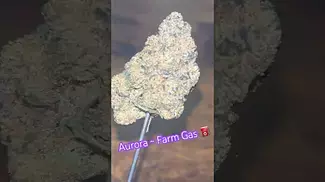 Aurora ~ Farm Gas 27% Info in description 