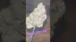 Video Thumbnail: Smokey Mo