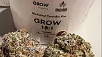 GROW 18:1 Gelato 60 Indica 40 Sativa 1st impressions (Legal Medical Cannabis)