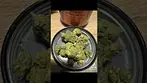Papaya bantz BNM  medical cannabis