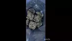 Lemon Cherry Gelato T22 (AAAA / Lot 420) - UK Medical Cannabis Strain | #Shorts #UK #Meds #Cannabis