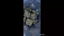 Cannamacist Video Thumbnail