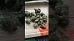 Uklegal #4clabs Pink Kush 33%thc 1%cbd #medicated #itsokaytotalk #healing #healing #stayfocused