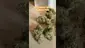 Video Thumbnail: Doc Green Bud