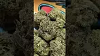GREEN KARAT MODIFIED GAS (UK PRESCRIPTION MEDICATION)