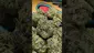 Video Thumbnail: PrescribedBouquet