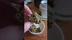 Lumir KK Mints UK medical cannabis review