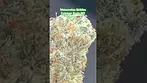 Common Roots / All Nations m WZ T28 Watermelon Zkittlez Medical Cannabis Flower  #cbd #420 #medi
