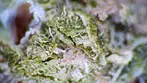 ULTRA SOUR | Sundial, HYTN, 4C Labs & Xeal Pharma | FULL REVIEW