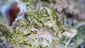 Video Thumbnail: Smacksalad
