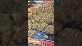 PURE SUNFARMS JET FUEL GELATO (UK PRESCRIPTION MEDICATION)