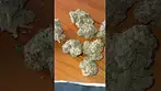 Green Karat - Pave S1 #medicalmarijuanapatient #cannabiseducation #cannabisdaily