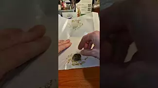GMO TROPICAL REIGN | Organigram & 4C Labs | PRESS TEST