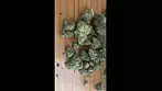  First Look: Gelato#33 by Lot420 (AAAA)