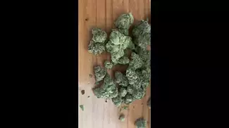  First Look: Gelato#33 by Lot420 (AAAA)