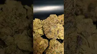 SUNDAZE MODIFIED GRAPE (UK PRESCRIPTION MEDICATION)
