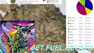 Pure Sunfarms™ T23 Jet Fuel Gelato Medical Cannabis Flower - UK REVIEW