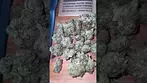 Grow pharma - vanilla ice 