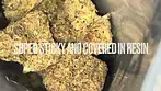 Lot420™ ACC T11:C16 Apricot Cream & Cheese Medical - Strain Reviews #27 