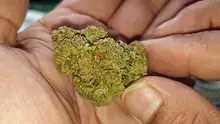 Mayor Green Video Thumbnail