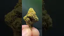 THC Bunny Video Thumbnail