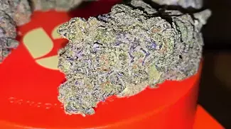Medical Cannabis Flower - Superseed Gelato Cheescake T28 - CLOSEUP 
