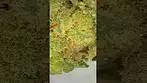 Atomic sour grapefruit peace natural the flower 