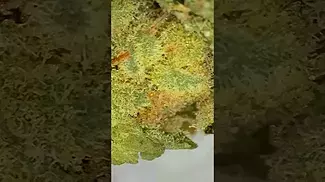 Atomic sour grapefruit peace natural the flower 