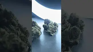 L.A. Baker T33 by Soma OG Bud Porn