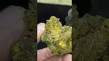 THC Bunny Video Thumbnail