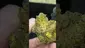 Video Thumbnail: THC Bunny