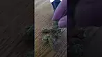 All Nations GM - 104 Mac Doughnut UK Medical Cannabis review