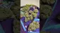Video Thumbnail: Doc Green Bud