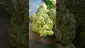 Video Thumbnail: VIP THC
