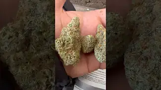 Miracle valley Mac 1+ 25%thc uk medical flower