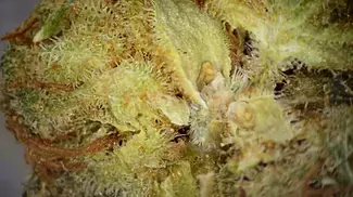 QUEEN SANGRIA | Aqualitas, Blossom Genetics & Wellford | FULL REVIEW