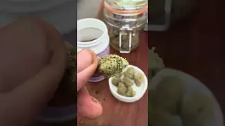 Repeat Medication  Quick Look  Full Gas/Sundaze Purple Punch/4c Moby D