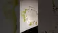 Video Thumbnail: Smacksalad