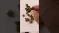 Video Thumbnail: My Medical 420