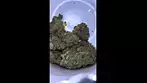 Peace Naturals | Wedding Cake | UK medical Cannabis review