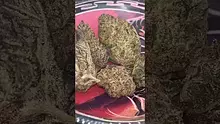 Smokey Mo Video Thumbnail