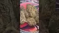 Video Thumbnail: Smokey Mo