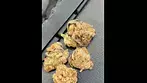 Mamedica CL HR London Jealousy on UK medical
