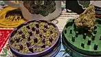 Green Karat SO T27 Sonic Strawberry Medical Cannabis Flower