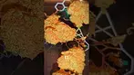 FINAL REVIEW: Cake & Caviar Waffle Bites | Medical  Flower Review