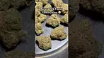 Aurora T25 Frozen Lemon Haze weight