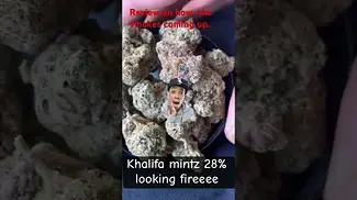 Khalifa mintz = khalifa Kush x the menthol 28%. This is for educational purposes only.NON IRRADIATED