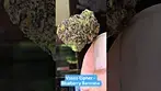 Vasco Cipher Blueberry Bannana T28 - Super Close up - Amazing quality - Great Medicine
