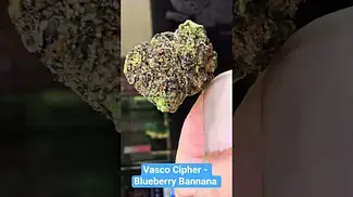 Vasco Cipher Blueberry Bannana T28 - Super Close up - Amazing quality - Great Medicine