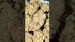 BLACK KETTLE GUSHERS (UK PRESCRIPTION MEDICATION)